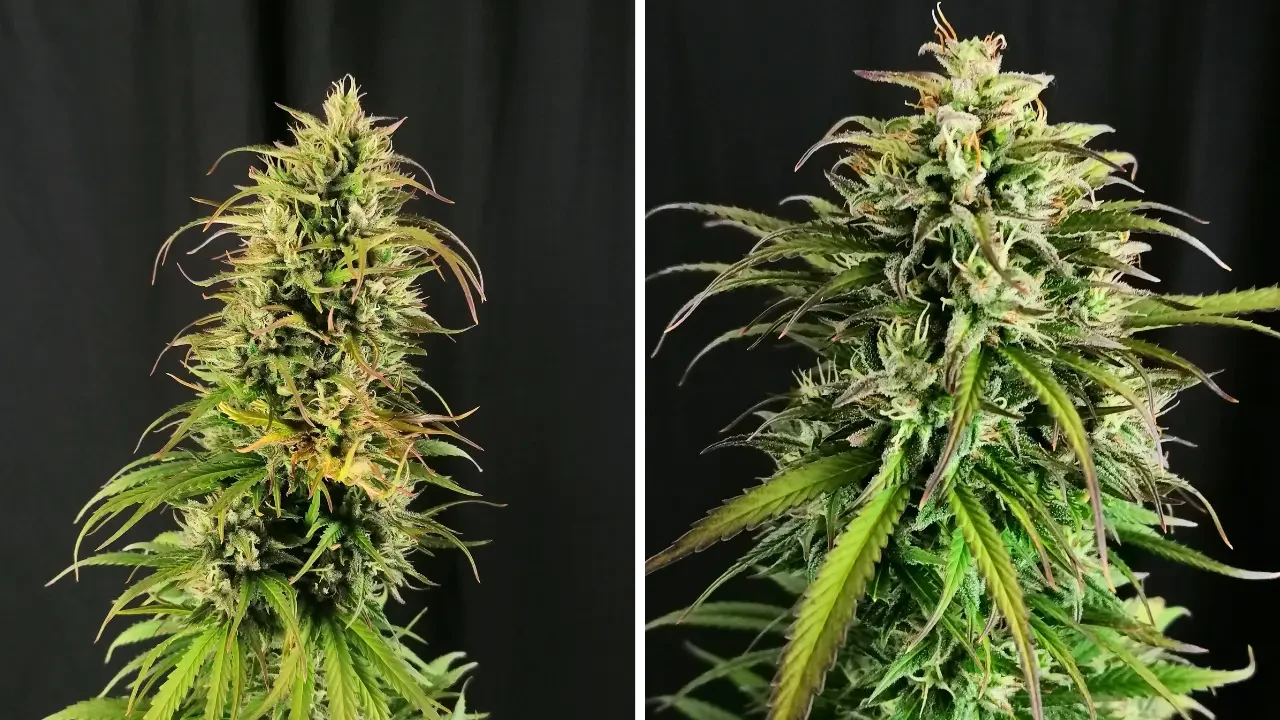 CBD Critical Masss from WeedSeedsExpress grown by Mrs_Larimar on Growdiaries